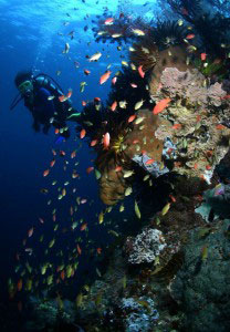 ambon-pic15
