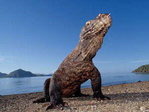 komodo-pic13