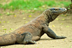 komodo-pic15