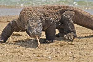 komodo-pic19
